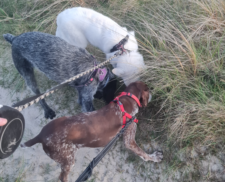 Home colo chiens vacances en pension pour chiens dans la manche 10 petit