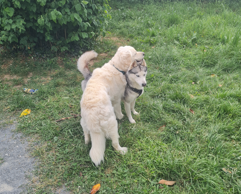 Home colo chiens vacances en pension pour chiens dans la manche 11 petit
