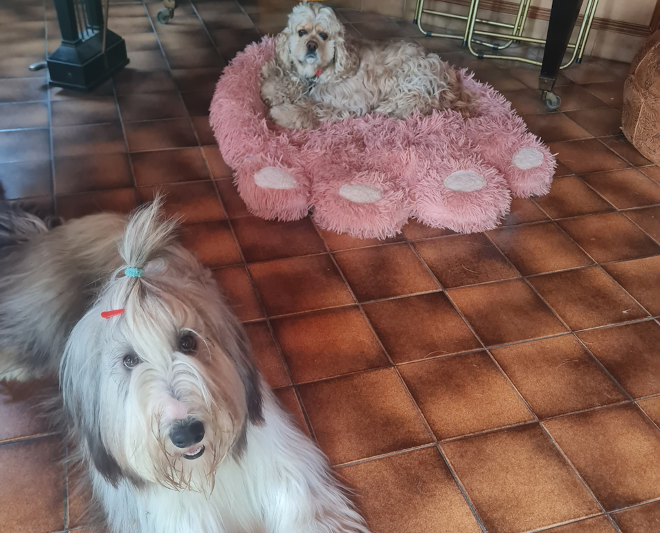 Home colo chiens vacances en pension pour chiens dans la manche 13 petit