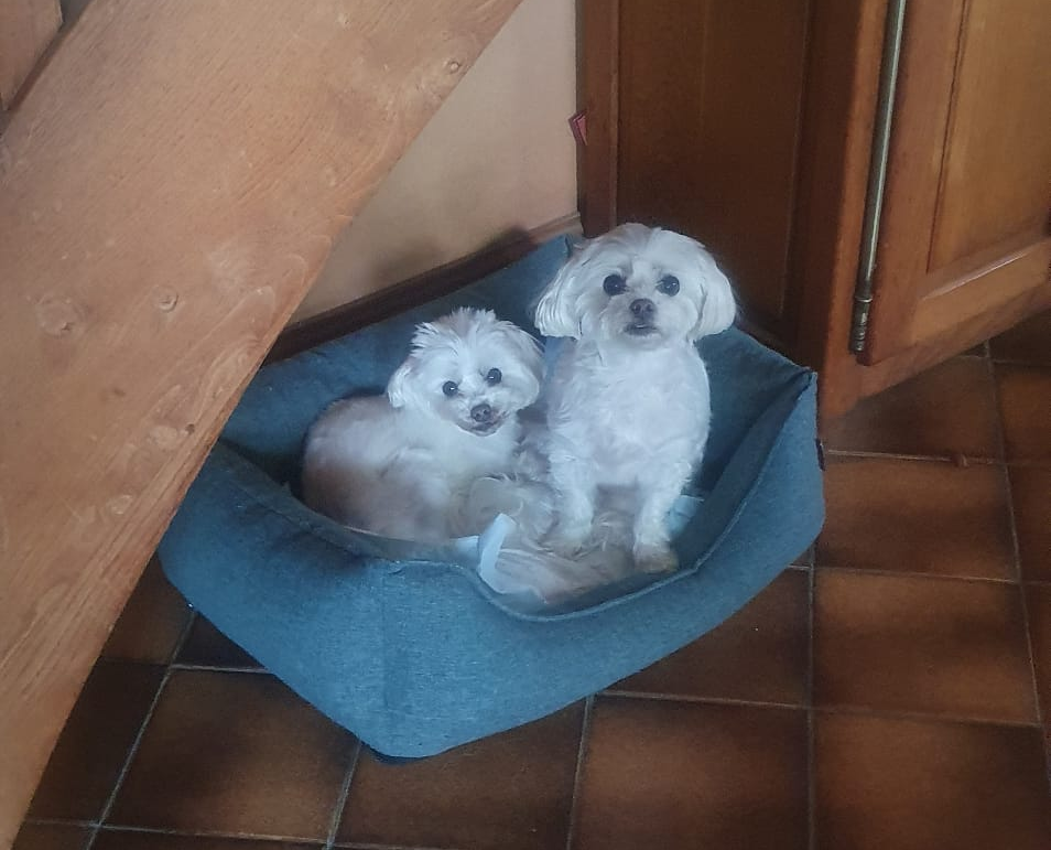 Home colo chiens vacances en pension pour chiens dans la manche 15
