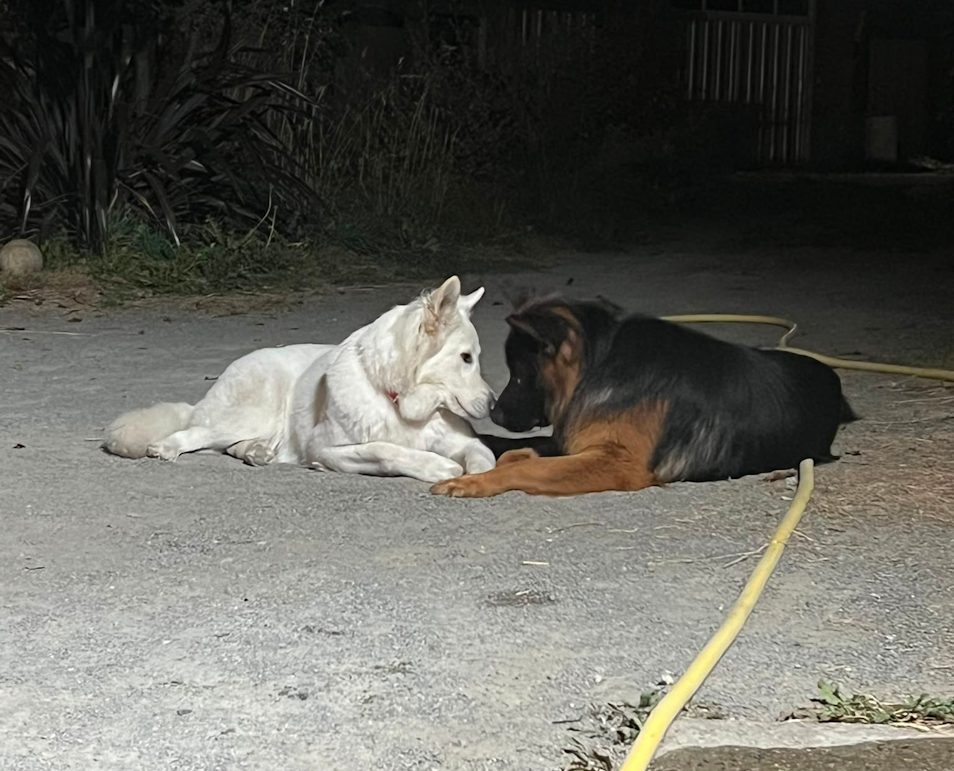 Home colo chiens vacances en pension pour chiens dans la manche 17