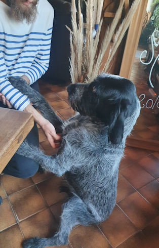 About colo chiens vacances en pension pour chiens dans la manche 19