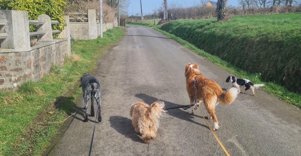 Home colo chiens vacances en pension pour chiens dans la manche 2
