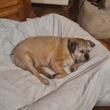 Home colo chiens vacances en pension pour chiens dans la manche 7 très petit