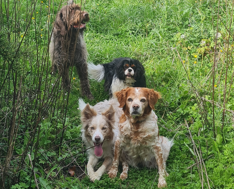 Home colo chiens vacances en pension pour chiens dans la manche 8 petit