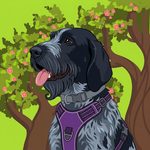 About silver avatar colo chien